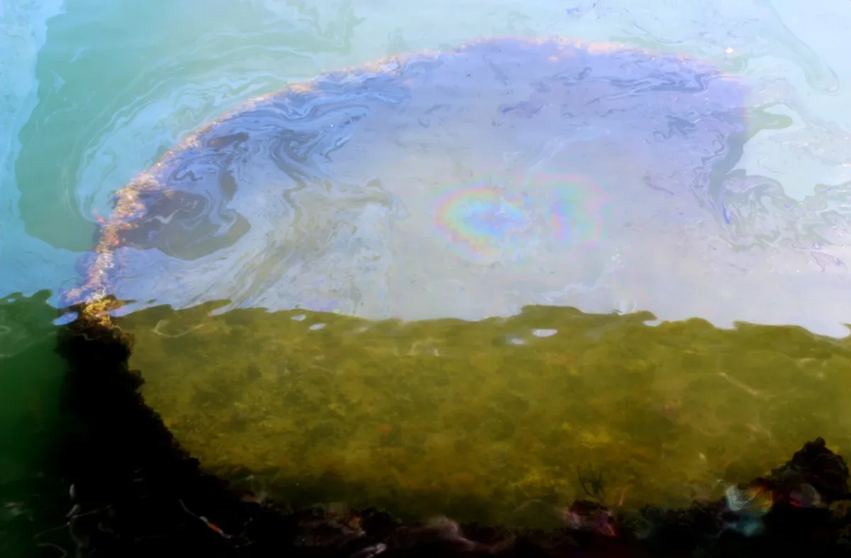 Oil sheen rising from the sunken USS Arizona beside the memorial, seen on a Pearl Harbor tour
